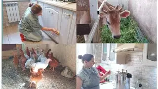 ПОПОЛНЕНИЕ В ХОЗЯЙСТВЕ И ВЕДРО СУПА ДЛЯ БОЛЬШОЙ СЕМЬИ!!!🤱🐄🐖🌾🌱🥫