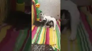 Котятки