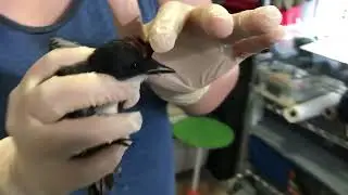 See the Eastern Kingbird's hidden crown!