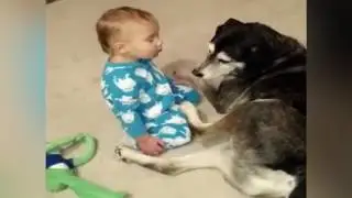 Il bimbo sta morendo di sonno, il suo cane gli fa da cuscino