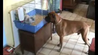 pilipili