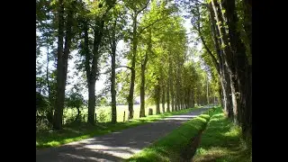 Avenue (landscape)