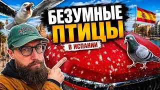 Парад мультипликационных героев в Торревьехе, птицы усеринькали всю машину