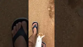 Cat affection love #cat