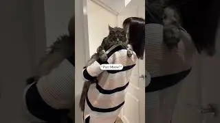 🔊✨The Reality of living with a moody Maine Coon 😼✨ 