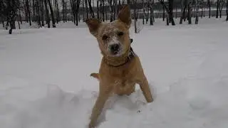 Эльма