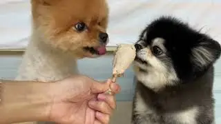 two puppies eating a drumstick #puppy #dog #cute