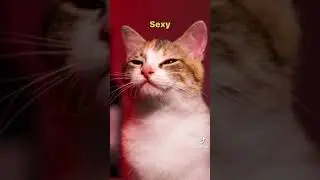 Quando a gata faz aquele ensaio de fotos sensuais 🤣🤣