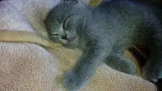 #Кошки