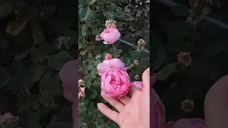Мой осенний сад как есть... он не идеален, но я его не перестаю любить.