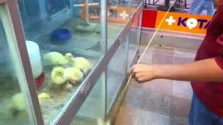 Утята - хорошие зрители.