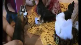 Dogs Brigade episode 6 (THE END!)