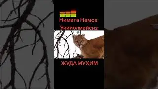 НЕГА НАМОЗ ЎҚИЙ ОЛМАЙСИЗ ?????