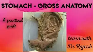 STOMACH - Specimen demo
