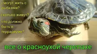все о красноухой черепахе: питание,живёт ли с рыбками?, террариум.Черепашка загорает на солнышке!