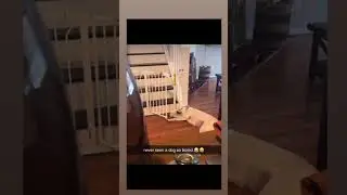 share if love dogs ♥️ #trending #funny #subscribe #dog #viralvideo #shorts #comedy #share #youtube