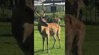 Какие же они красавчики 🔥 🦌 🦌😻 
