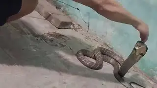 King Cobra