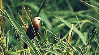 Burung apa ini ya ? Orang sini nyebutnya Burung Peking
