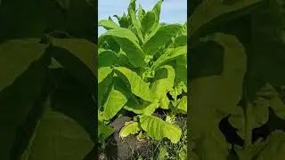 Собольческий 33.