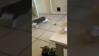 Откуда появляются мыши в доме