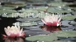 Розы МЕМФИСА