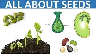 PARTS OF SEED | GERMINATION OF SEEDS | TYPES OF SEEDS | DISPERSAL OF SEEDS | SCIENCE VIDEOS FOR KIDS