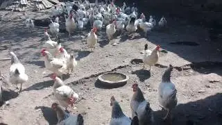 Наши курочки и петушки