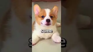 When YOUR Friend is Feeling SAD 😍 | Wholesome Animals