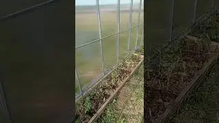 помидоры
