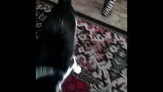 Кошка алкоголик прикол!