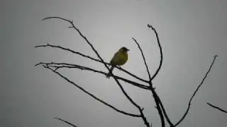 Black-headed Bunting / Emberiza melanocephala / Kucsmás sármány at Albertirsa, Hungary