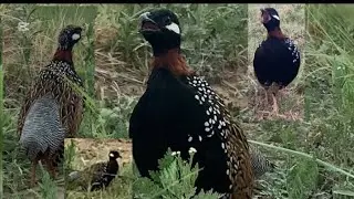 Black teetar ki awaz | kala teetar ki awaz |blackFrancolin sound | teetar ki awaz | kala teetar awaz