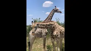 AFRICAN ESCAPE 2023