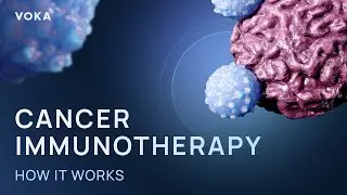 Cancer immunotherapy: How it works