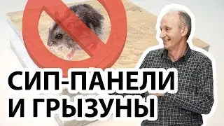 Заводятся ли какие-то насекомые или грызуны в СИП панелях? Может ли завестись грызун в СИП-доме?