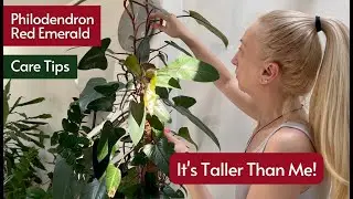 How to Care for Philodendron Red Emerald? Complete Care Guide ✅