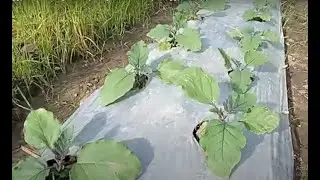 Eggplant Farming. Weekly Progress from Day 1. Eggplant Update P5