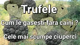 Cele mai scumpe ciuperci din lume -Trufele/ Unde le gasesti ?/Cum se identifica + Rețetă de trufe