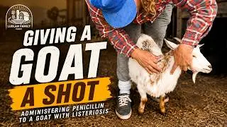 Administering a Penicillin injection to a goat with Listeriosis