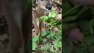 Fawn rescued from fence ll cute baby Fawn #viral #reel#short #video # trending