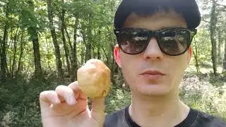 Факты об грибах