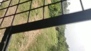 Bannerghatta National Park Jungle Safari - Elephants