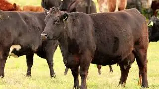 Feed Efficiency for low emissions beef - Jon Wright