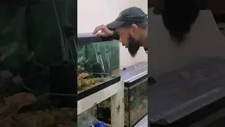 Cheap and Easy ways to light up your aquarium 
