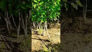 Mulberry Plant (Tree Type)