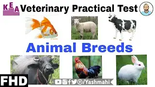 Agriculture related ANIMAL BREEDS (ಜಾನುವಾರುಗಳು) | Veterinary Practical Exam | Kannada_English | KCET