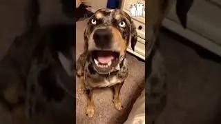 The funny dogs😂 