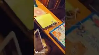 хаски Ингрид разносит квартиру!