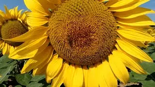 Heeft een Zonnebloem Pootjes!?